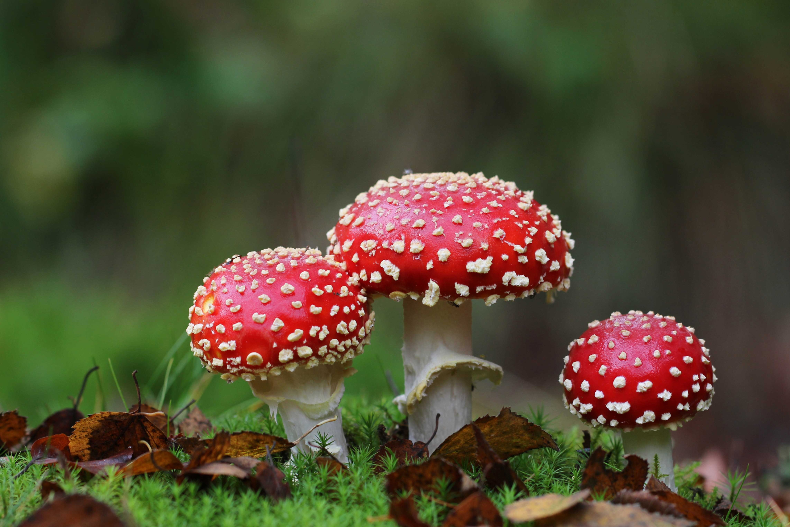 Fliegenpilz Produkte: Formen, Unterschiede und Anwendung